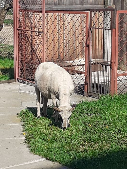 Vând oaie țurcană "brează"