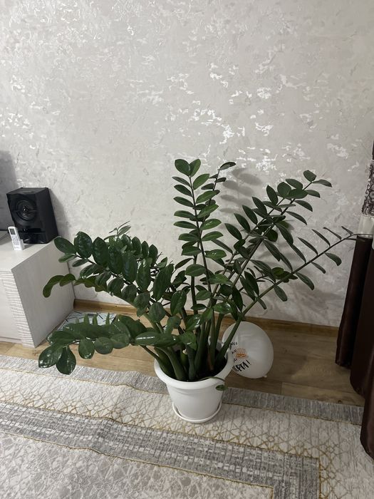 Доллоровое дерево. Замиокулькас