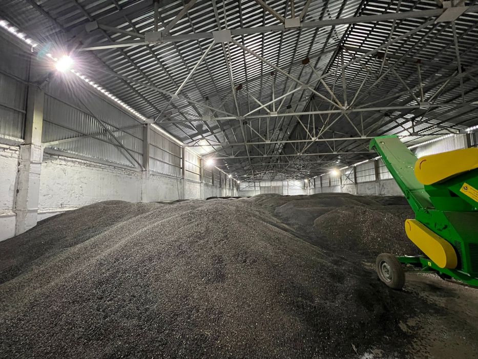 Подсолнечник масличный