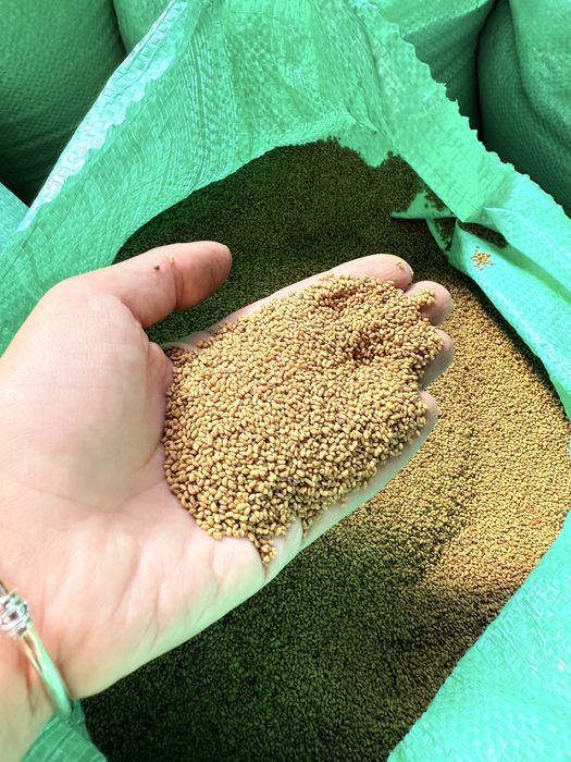 Продавам семе люцерна