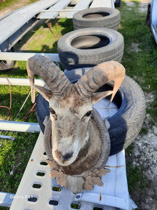 Трофей МУФЛОН...