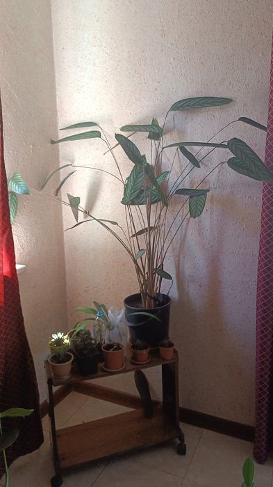 Комнатные цветы. Не дорого