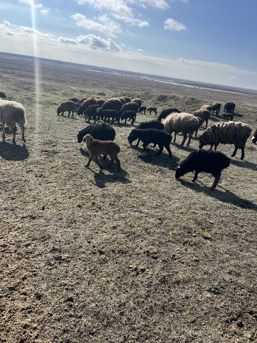 Продам Кошкариков 3-4 мес