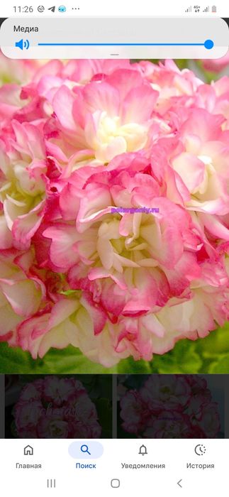 Комнатные цветы разные