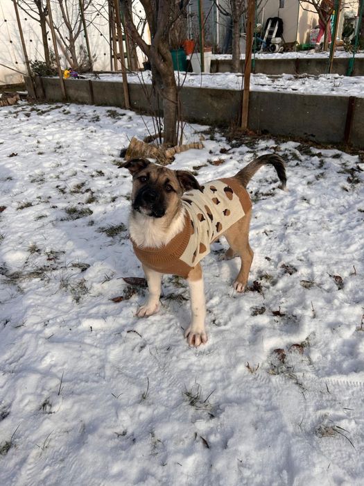 Ultimul pui rămas – băiețel jucăuș își caută familie