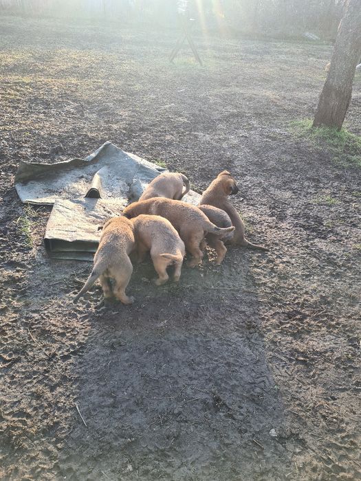Белгийска овчарка  - малиноа