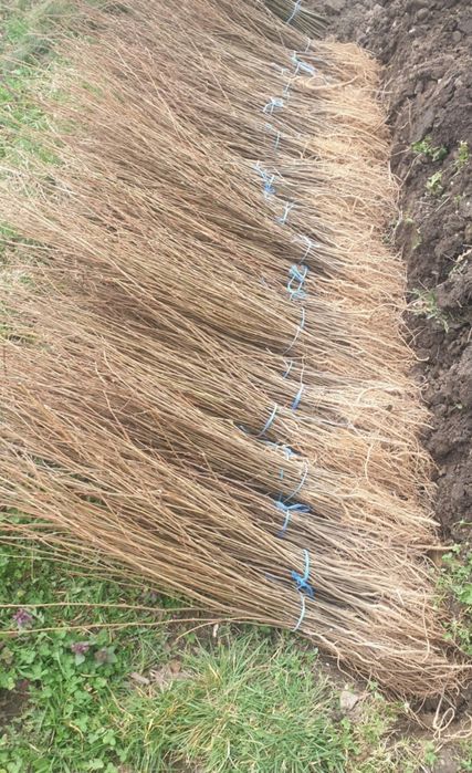 Vând puieți de replatare salcâm brad molid salci