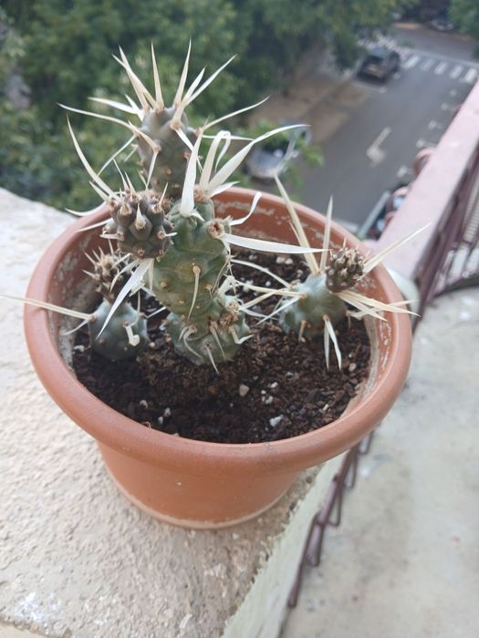 Cactus cu țepi de hartie,  raritate