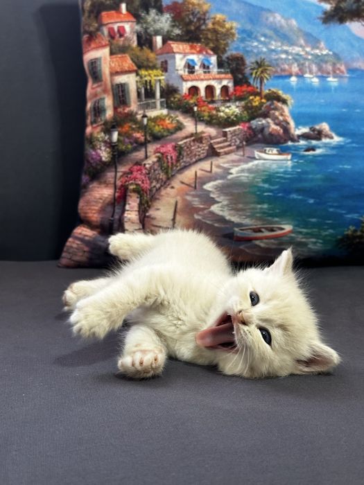 Срочно продаются экслюзивные британские котята!