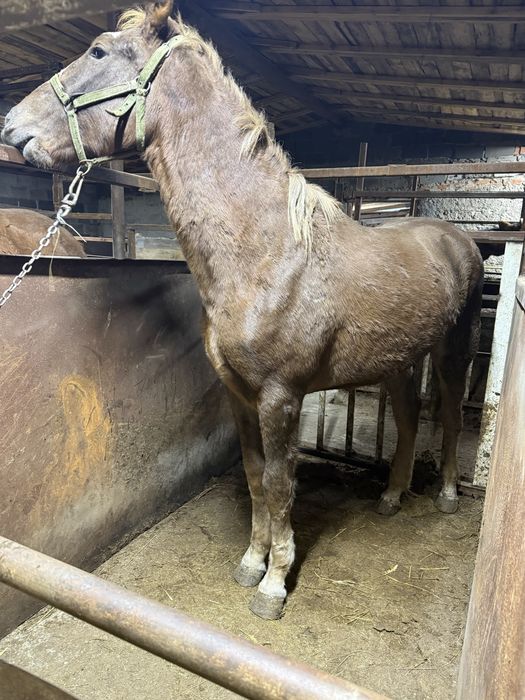 Лошадь с откорма крупная