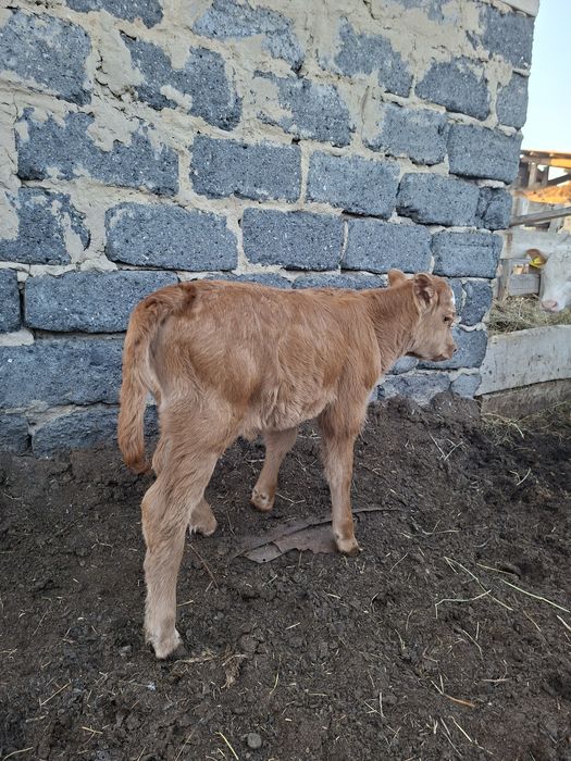 Ұрғашы бұзау сатамын