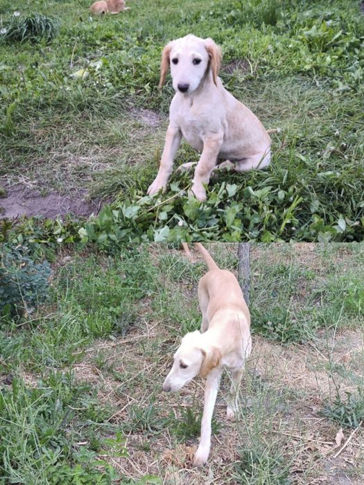 Щенки казахской тазы