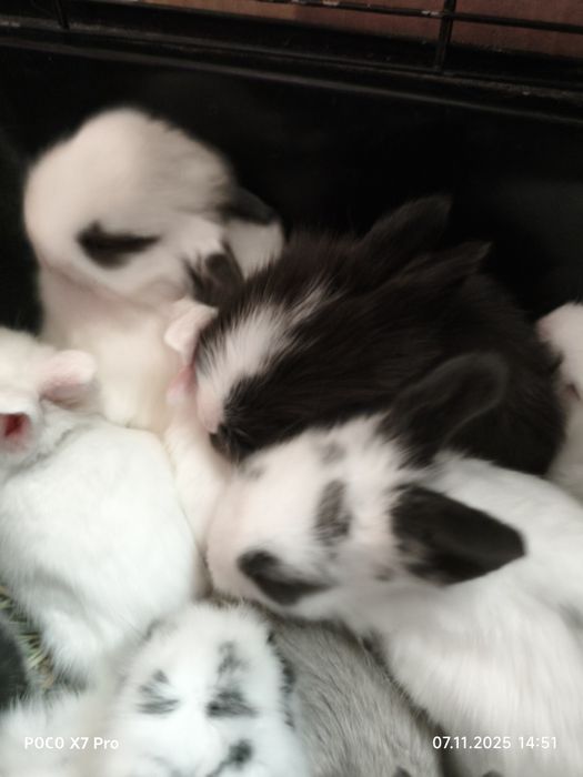 Карликовые кролики