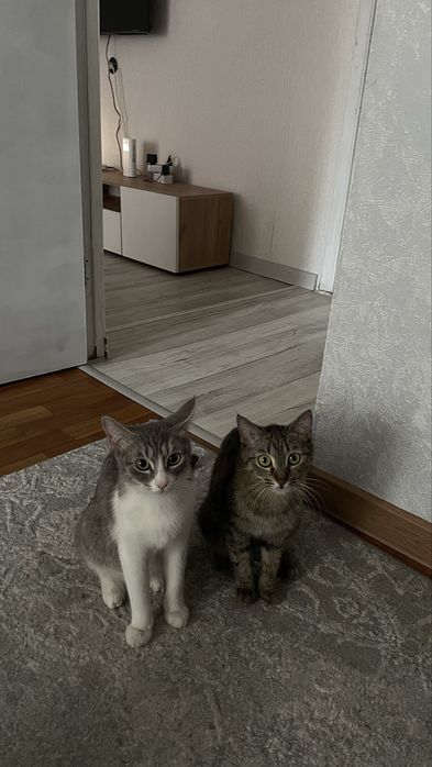 Отдам двух кошечек девочек