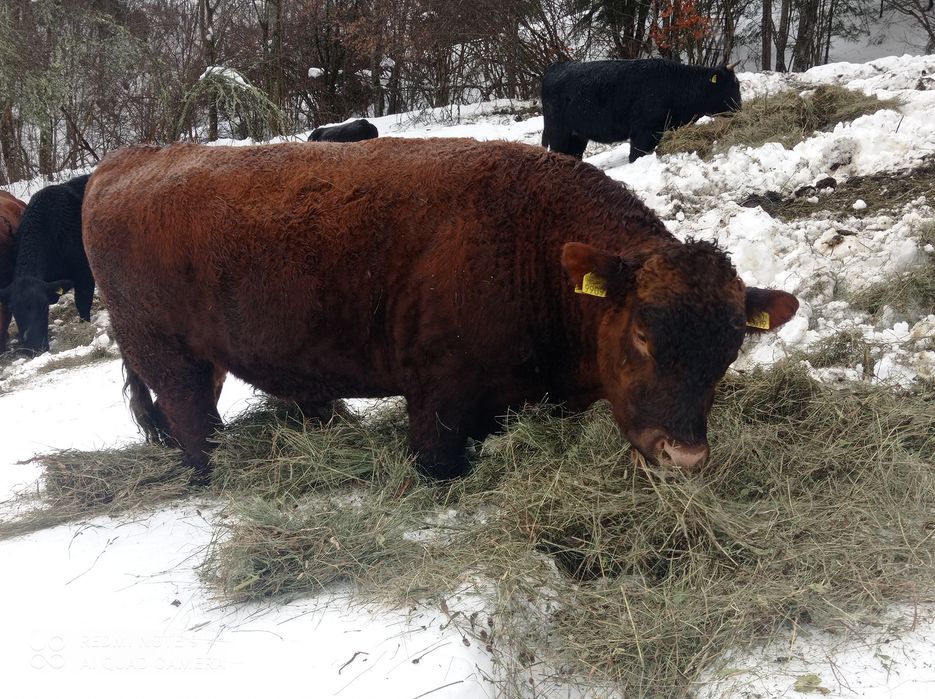 Vând taur Angus de doi ani