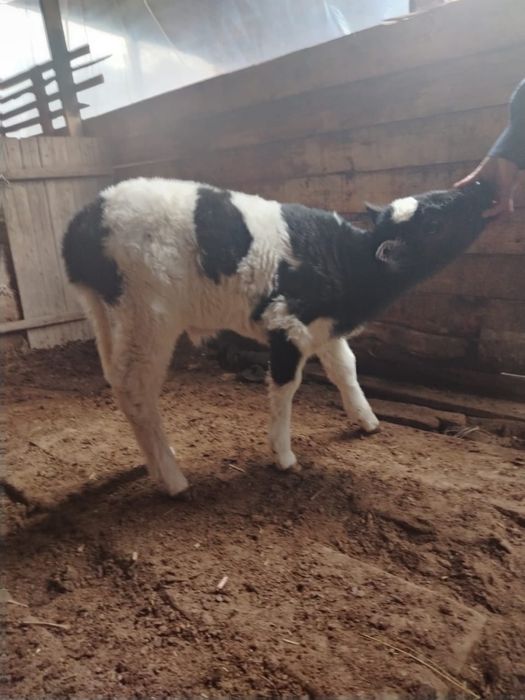 Бұзау 20 күндік