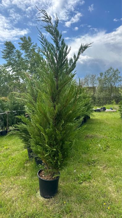 Leylandii chiparod Gard viu
