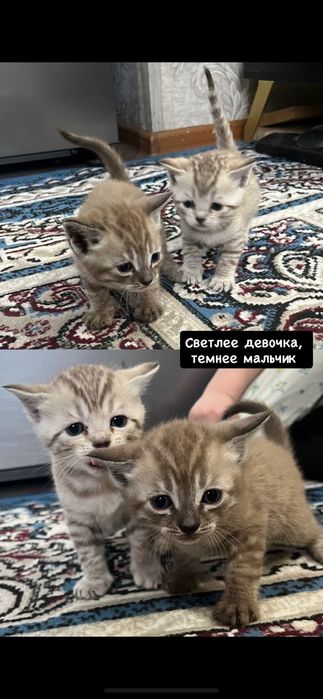 Продам породистых котят