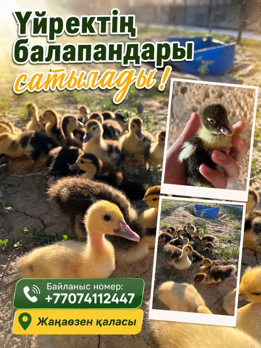 Индоутка балапандары сатылады