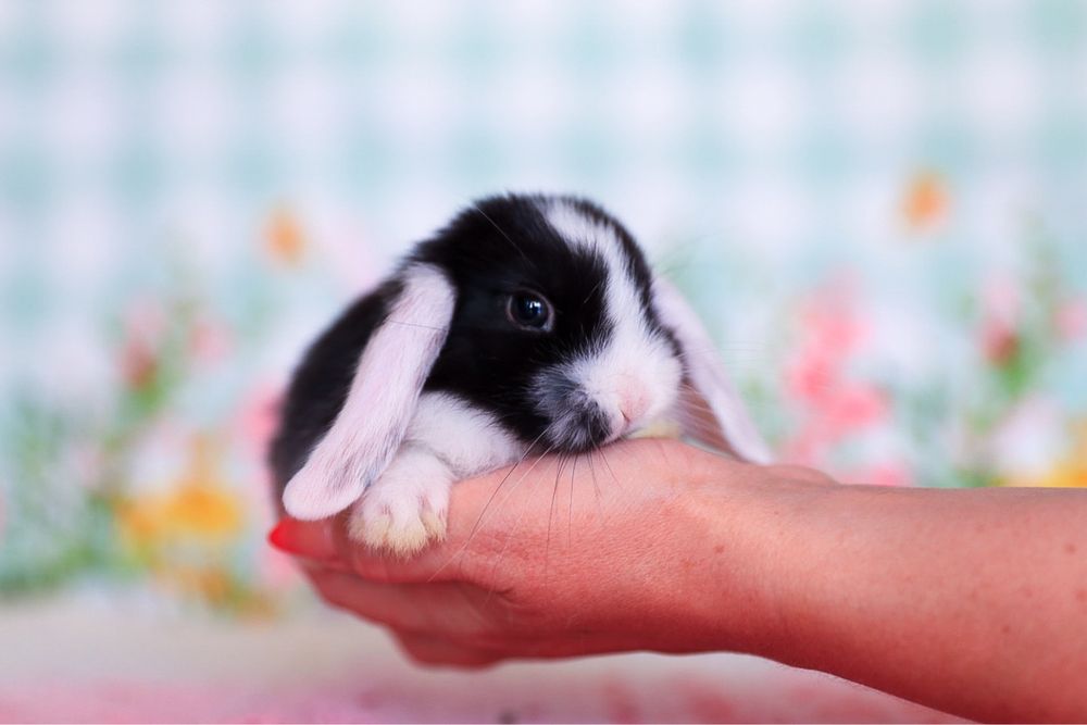 Вислоухие крольчата