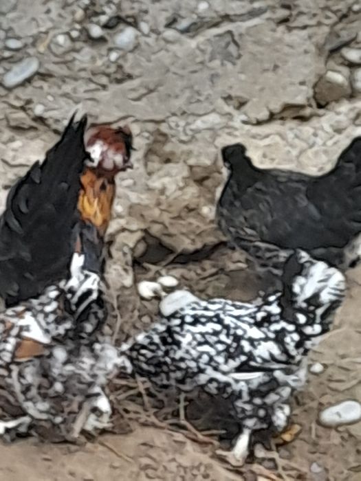 Жапон тауық - қора.