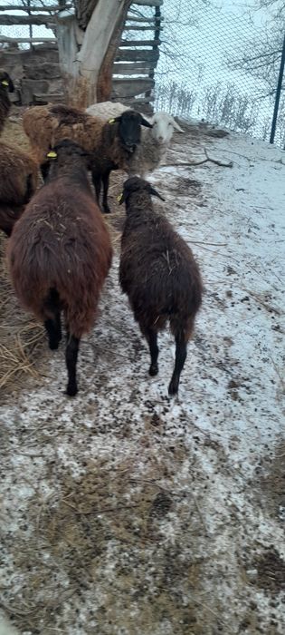 Продам овец,баранов