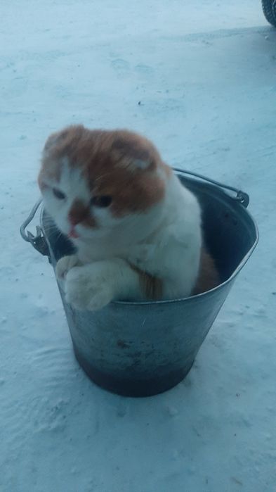 Пропал рыжий кот!