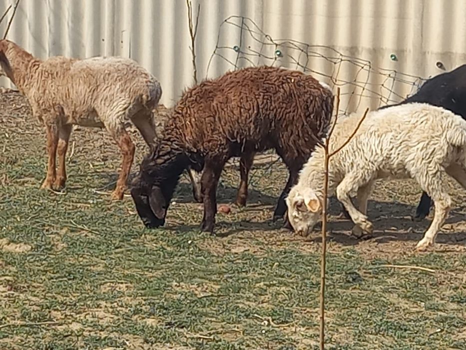 Қойлар бар сатылады