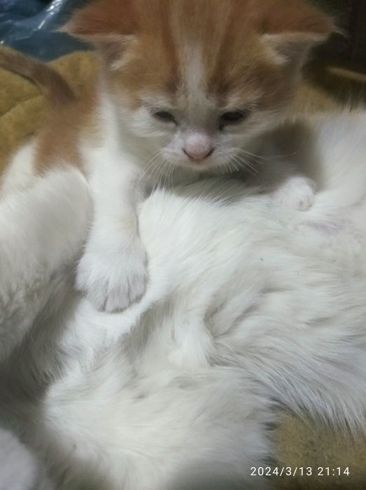 Мушукча зотли сотилади