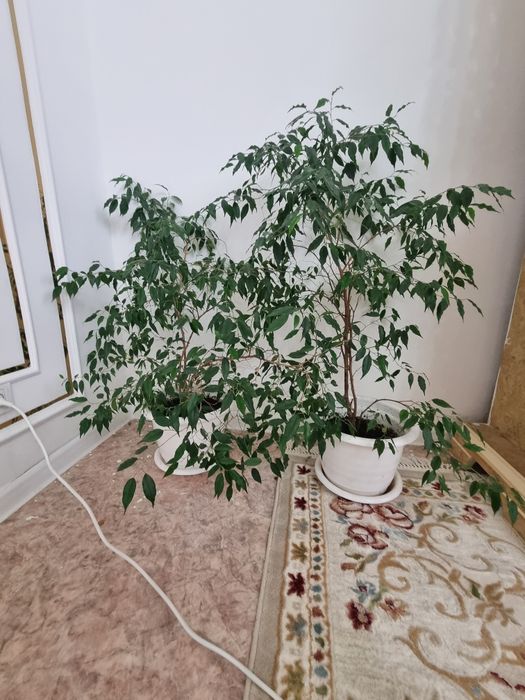 Комнатные  растения 3 штук