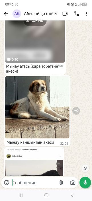 Қазақы төбет күшік