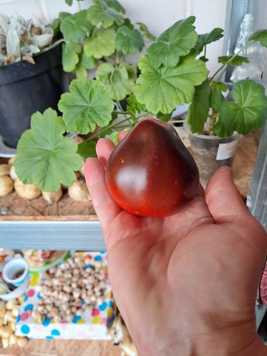 Коллекционные семена томатов