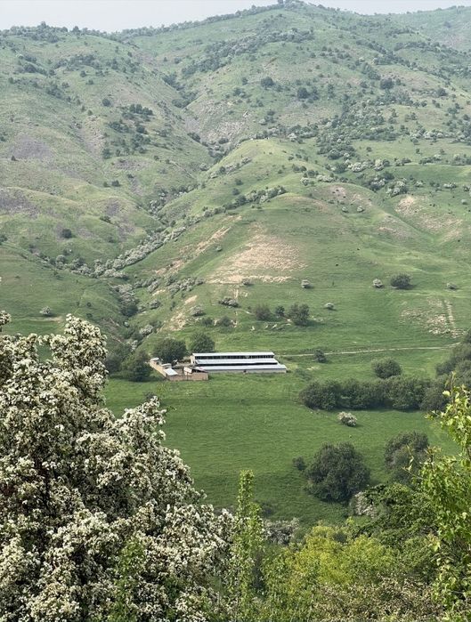 Bo'stonliq Amirsoy yonalishida Uchterakda 19.50 sotix yer sotiladi