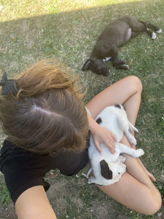Pui de catelusi adoptie