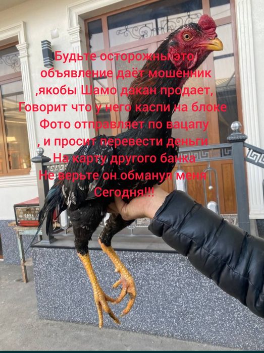 Дакан прошу Внимание