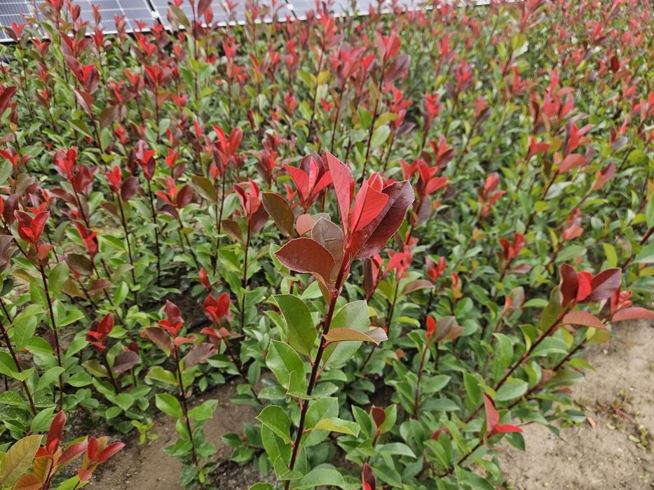 Photinia Carre Rouge gard viu