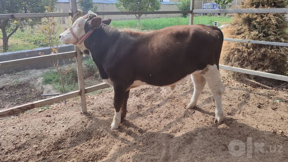Simmental novvos