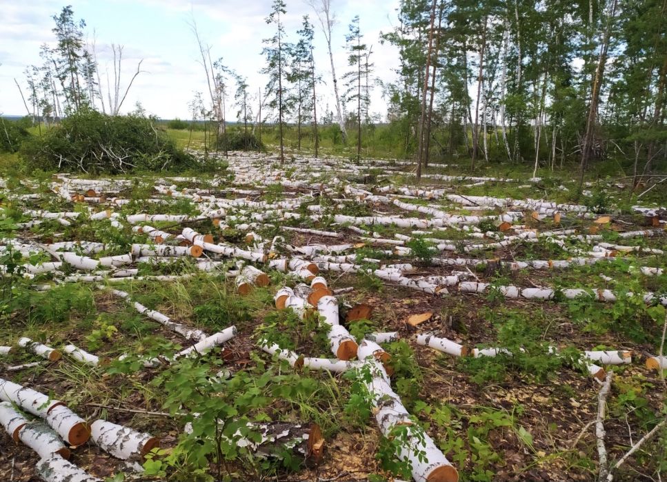 ДРОВА . Берёза Сосна Осина