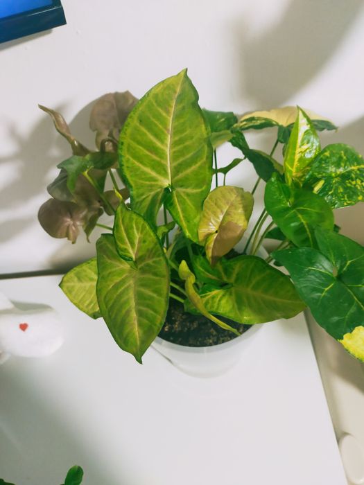 Сингониум гүлдері сатылады