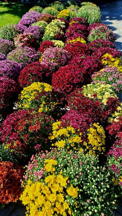 Crizanteme de vânzare!