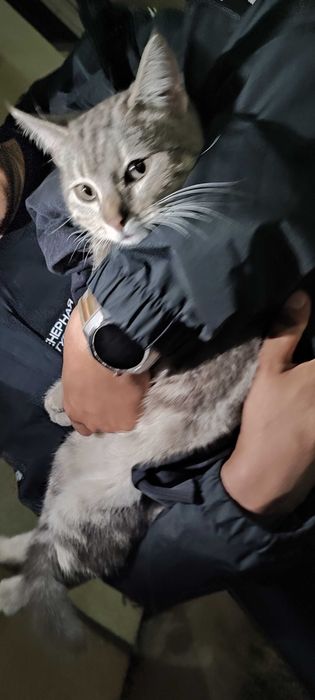 Кот в добрые руки