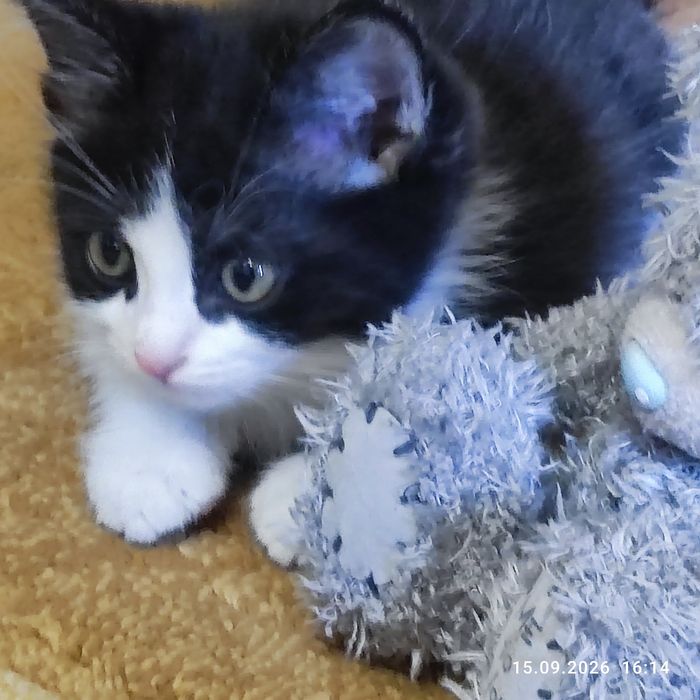 Котята счастье в доме