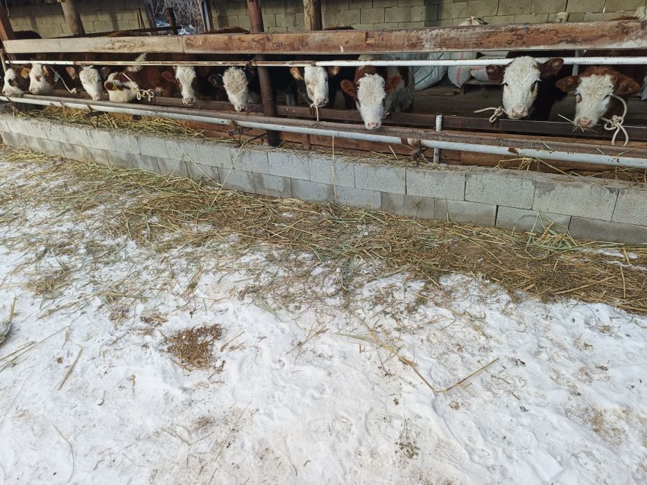 Бұзаулар сатылады