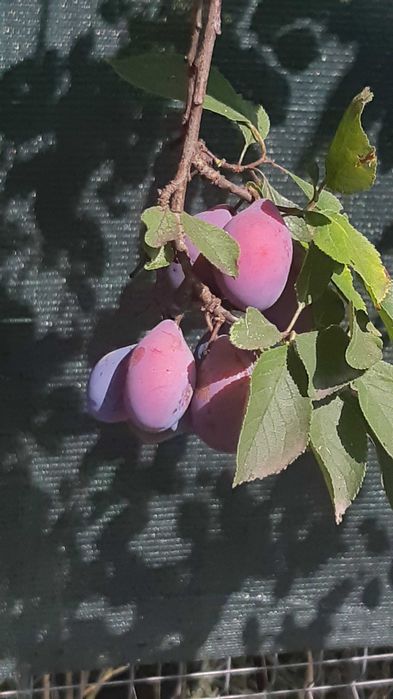 Prune coapte netratate