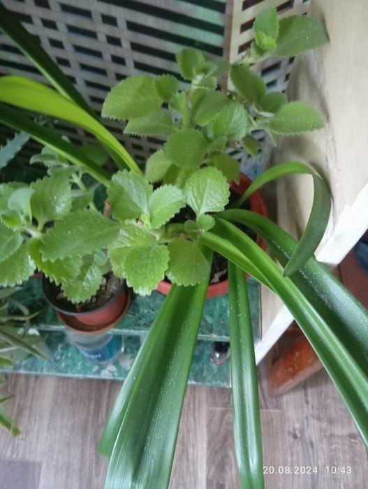 Продам комнатные цветы