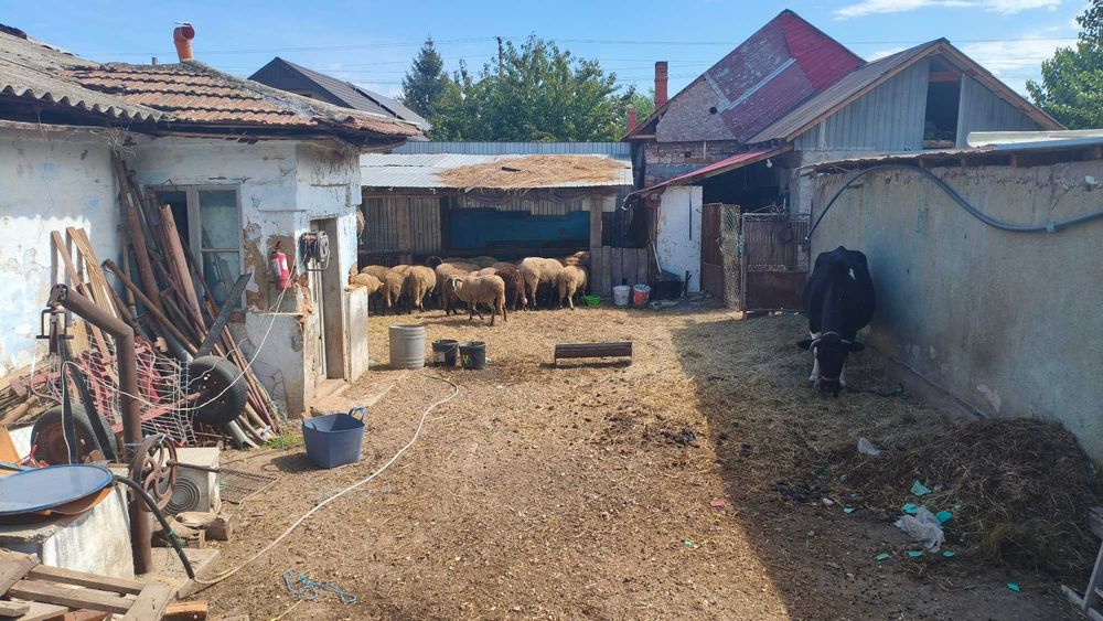 Oi carabașe tinere