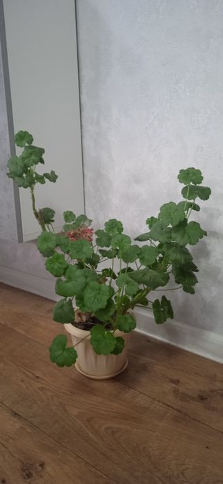 Герань в новом кашпо