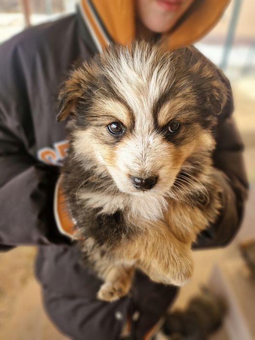 Щенки, бесплатно