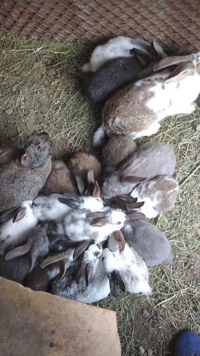 Зайци кръстоска с великан