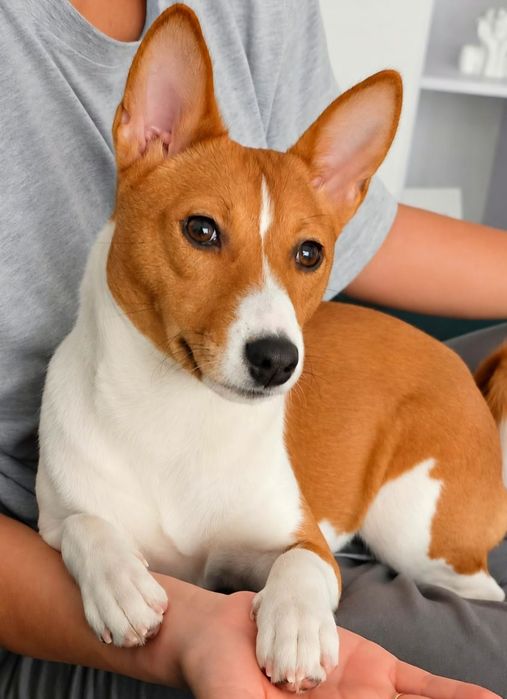 Pui Basenji de vânzare - Rasă pură, vaccinată și microcipată - București